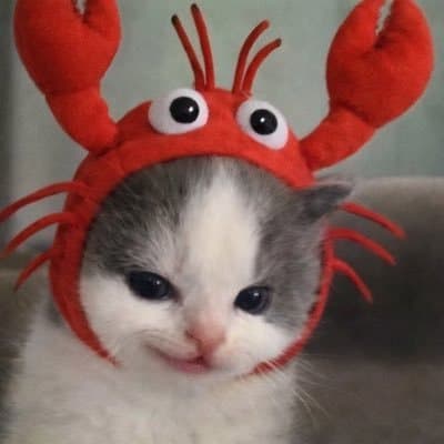 CatLowsterFun