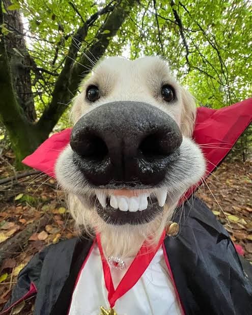 DOOG